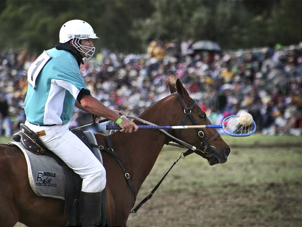 horse sport
