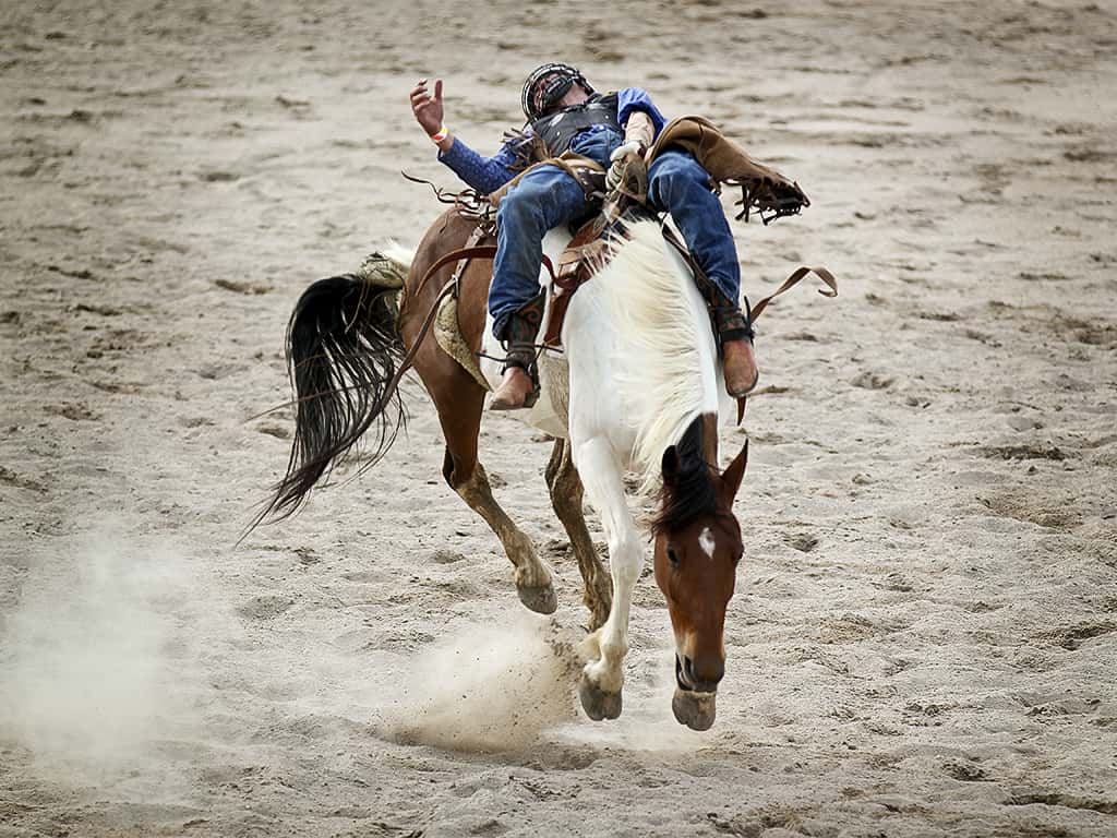 horse sport